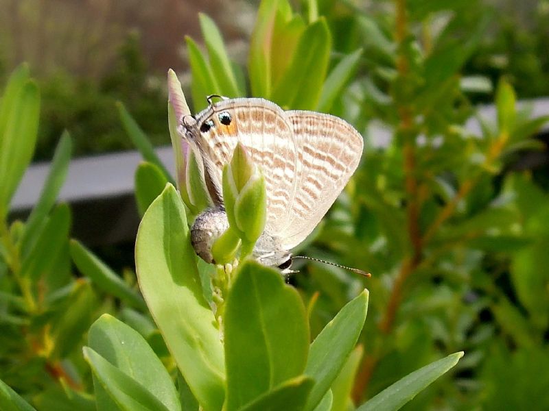 Lampides boeticus deposizione